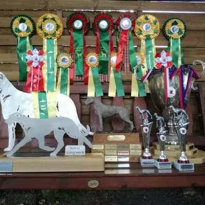 Titelbild von Dahmraks Irish Wolfhounds in Bayern, Heimat unserer Irish Wolfhound-Zucht.