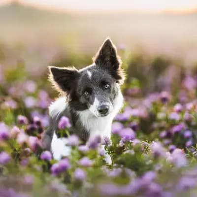 Maeve