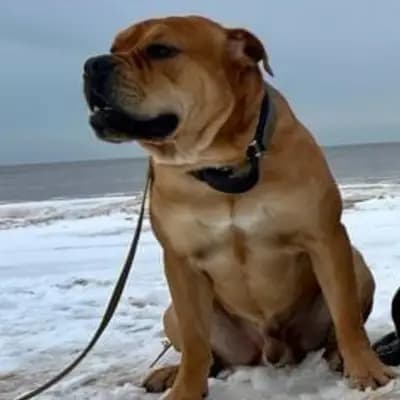 Foto von Gordon, einem Perro Dogo Mallorquin (Mallorca-Dogge)-Elternhund in Brandenburg.