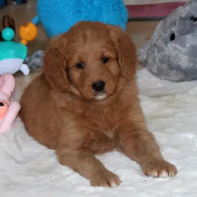 Galerie-Bild von Griselda Doodle in Niedersachsen, mit Eindrücken unserer Goldendoodle-Zucht.