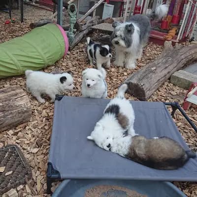 Bild aus Elo® von Werths Echte  in Bayern, wo unsere Elo-Hunde in einer liebevollen Umgebung aufwachsen.