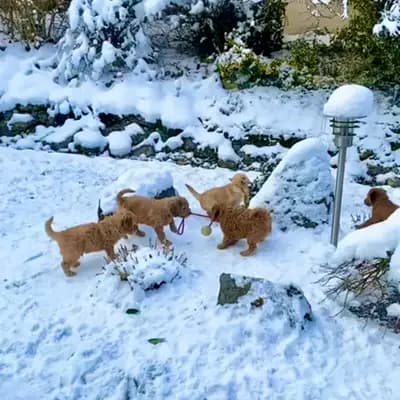 Bild aus Pippi Langstrumf‘s in Bayern, wo unsere Pudel (Toy)-Hunde in einer liebevollen Umgebung aufwachsen.