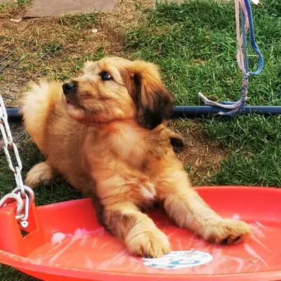Bild aus Wäller aus der Obergrafschaft  in Niedersachsen, wo unsere Wäller-Hunde in einer liebevollen Umgebung aufwachsen.