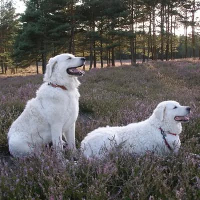 Galerie-Bild von Wigdalir Kuvasz Zucht nur mit Ungarischen Linien in Niedersachsen, mit Eindrücken unserer Kuvasz-Zucht.