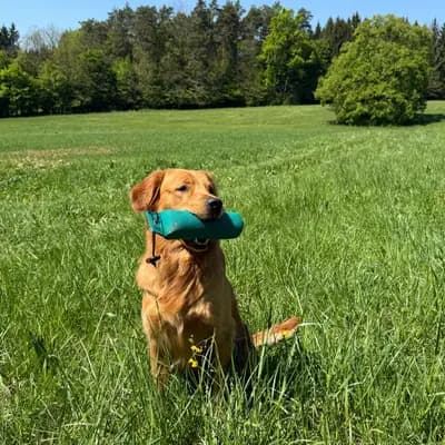R-Wurf – 金毛猎犬 Wurf, Steiermark, 由...饲养 Golden Mountain Spring`s