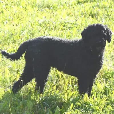 Foto von Toni, einem Barbet-Elternhund in Oberösterreich.