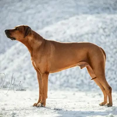 Knox