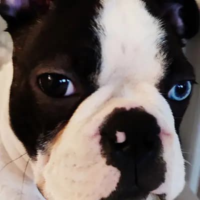 Galerie-Bild von Von den Manchester Hexen Boston Terrier Zucht in Nordrhein-Westfalen, mit Eindrücken unserer Boston Terrier-Zucht.