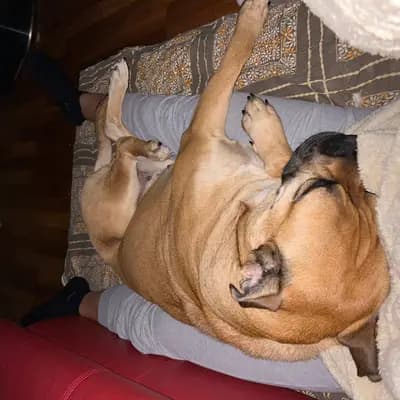 Galerie-Bild von Spanisch Companion  in Brandenburg, mit Eindrücken unserer Perro Dogo Mallorquin (Mallorca-Dogge)-Zucht.