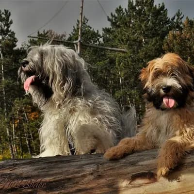 Galerie-Bild von "Tingsha"  Tibet Terrier von Unterfranken in Bayern, mit Eindrücken unserer Tibet Terrier-Zucht.