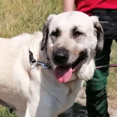 Foto von Vina, einem geretteten Kangal in Berlin.
