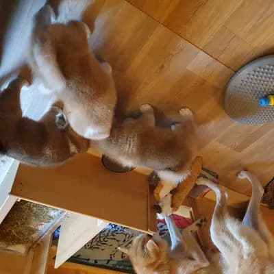 Bild aus Akitaostbelgien Go Haiben Shunzansou in Wallonische Region, wo unsere Akita-Hunde in einer liebevollen Umgebung aufwachsen.