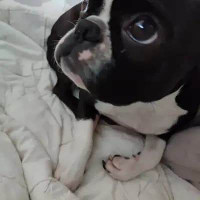 Galerie-Bild von Von den Manchester Hexen Boston Terrier Zucht in Nordrhein-Westfalen, mit Eindrücken unserer Boston Terrier-Zucht.