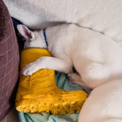 Galerie-Bild von Vom Rehgraben  in Brandenburg, mit Eindrücken unserer Weißer Schweizer Schäferhund-Zucht.
