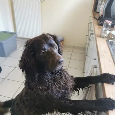 Galerie-Bild von American Water Zucht im Bergischen Land  in Nordrhein-Westfalen, mit Eindrücken unserer American Water Spaniel-Zucht.