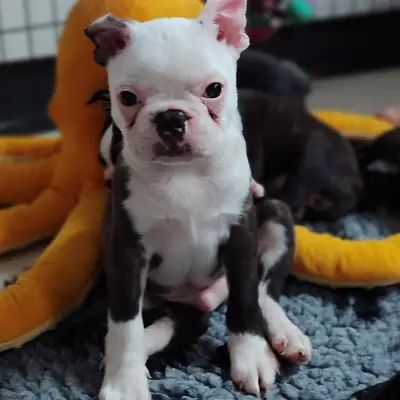 Ash – Boston Terrier Welpe, Nordrhein-Westfalen, Raised by Von den Manchester Hexen