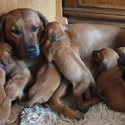 Bild aus Rhodesian Ridgeback Sonnenhof Dornieden  in Nordrhein-Westfalen, wo unsere Rhodesian Ridgeback-Hunde in einer liebevollen Umgebung aufwachsen.