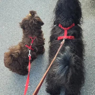 Bild aus Bolomisie in Niederösterreich, wo unsere Bolonka Zwetna (Nationale Rasse)-Hunde in einer liebevollen Umgebung aufwachsen.