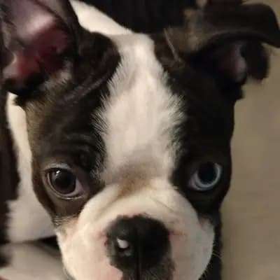 Galerie-Bild von Von den Manchester Hexen Boston Terrier Zucht in Nordrhein-Westfalen, mit Eindrücken unserer Boston Terrier-Zucht.