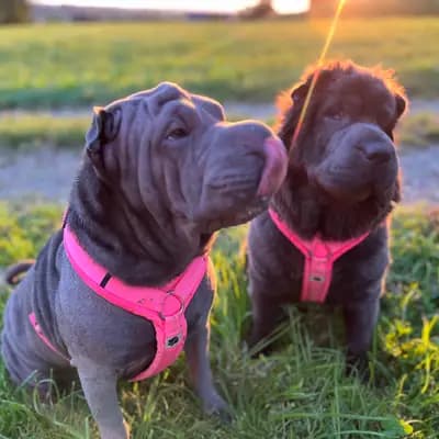 Foto von Malou, einem Shar Pei-Elternhund in Baden-Württemberg.