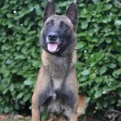 Max