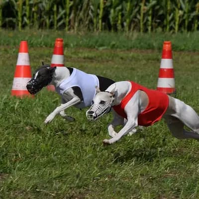Bild aus Whippets of Poet‘s Corner  in Baden-Württemberg, wo unsere Whippet-Hunde in einer liebevollen Umgebung aufwachsen.