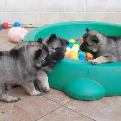Bild aus Wolfsspitze von Klein Manhattan in Nordrhein-Westfalen, wo unsere Wolfsspitz-Hunde in einer liebevollen Umgebung aufwachsen.