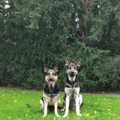 Titelbild von Von Vegas Imperium in Nordrhein-Westfalen, Heimat unserer Osteuropäischer Schäferhund-Zucht.