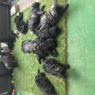Bild aus Bouviers des Flandres vom Spicher Wäldchen in Nordrhein-Westfalen, wo unsere Bouvier des Flandres-Hunde in einer liebevollen Umgebung aufwachsen.