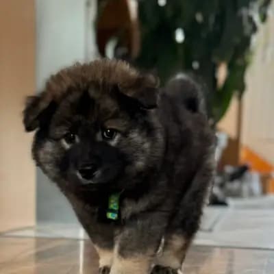 Balou – Niemandsländer Welpe, Baden-Württemberg, 由...饲养 Niemandsländer