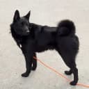Foto der Rasse Norwegischer Elchhund (schwarz)