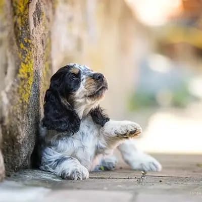 Bild aus Hundezucht vd Schönefelder Höhe in Brandenburg, wo unsere English Cocker Spaniel-Hunde in einer liebevollen Umgebung aufwachsen.