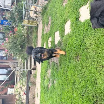 Bild aus Hovawart von der Hünenburg  in Nordrhein-Westfalen, wo unsere Hovawart-Hunde in einer liebevollen Umgebung aufwachsen.