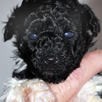 Dakota – Pudel Welpe, Niedersachsen, 由...饲养 Pudelzucht SIMPLY-FANTASTIC