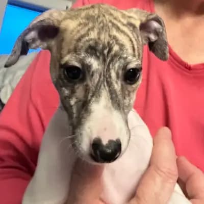 Bild aus Whippets of Poet‘s Corner  in Baden-Württemberg, wo unsere Whippet-Hunde in einer liebevollen Umgebung aufwachsen.