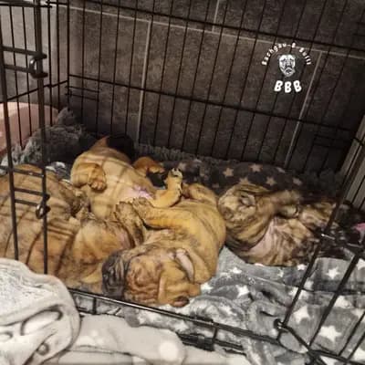 Bild aus Bachgau_B_Bulls LIEBHABER Zucht in Bayern, wo unsere Continental Bulldog (Nationale Rasse)-Hunde in einer liebevollen Umgebung aufwachsen.