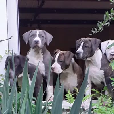 Galerie-Bild von Burnhardt's American XXL Bully in Saarland, mit Eindrücken unserer American Bully-Zucht.