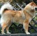 Foto der Rasse Eurasier