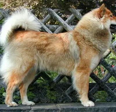 Eurasier – Hunderasse