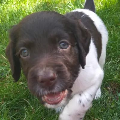 Foto von , einem Kleiner Münsterländer-Elternhund in Nordrhein-Westfalen.