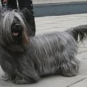 Foto der Rasse Skye Terrier