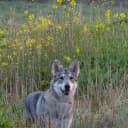 Foto der Rasse Saarloos Wolfhond