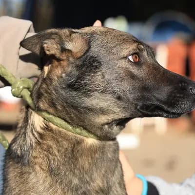 Anya – Schäferhund-Mali Mix