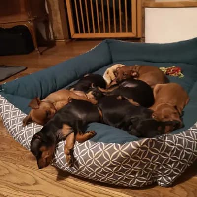 Bild aus Lowermillzwergpinscher  in Baden-Württemberg, wo unsere Zwergpinscher-Hunde in einer liebevollen Umgebung aufwachsen.