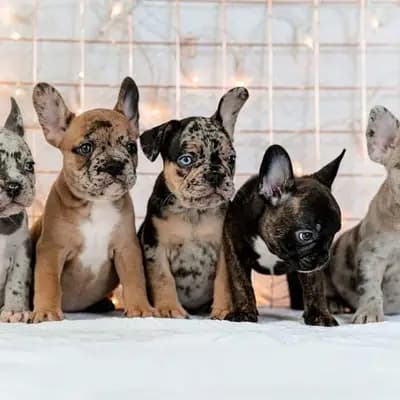Galerie-Bild von Bully-Traum  in Brandenburg, mit Eindrücken unserer Französische Bulldogge-Zucht.