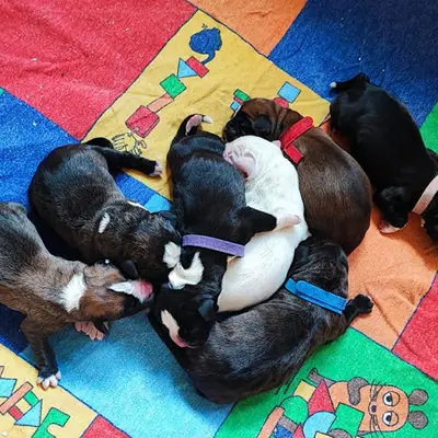 Bea – Deutscher Boxer Welpe, Niedersachsen, Raised by vom Ammerländer Gulfhof 