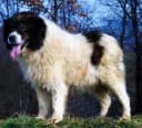 Foto der Rasse Tornjak
