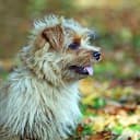 Foto der Rasse Norfolk Terrier