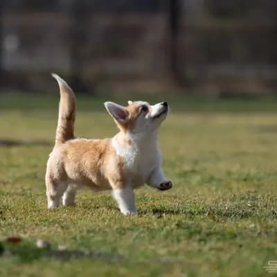 Galerie-Bild von The Clan of Milesian  in Lombardei, mit Eindrücken unserer Welsh Corgi Pembroke-Zucht.