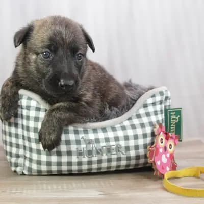 Galerie-Bild von Holländische Schäferhunde od Zlaté Sovy in Nordrhein-Westfalen, mit Eindrücken unserer Hollandse Herdershond (Holländischer Schäferhund)-Zucht.